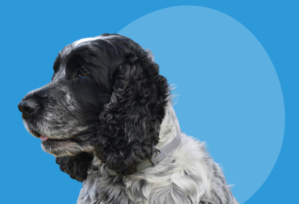 Rishit-home-banner-2