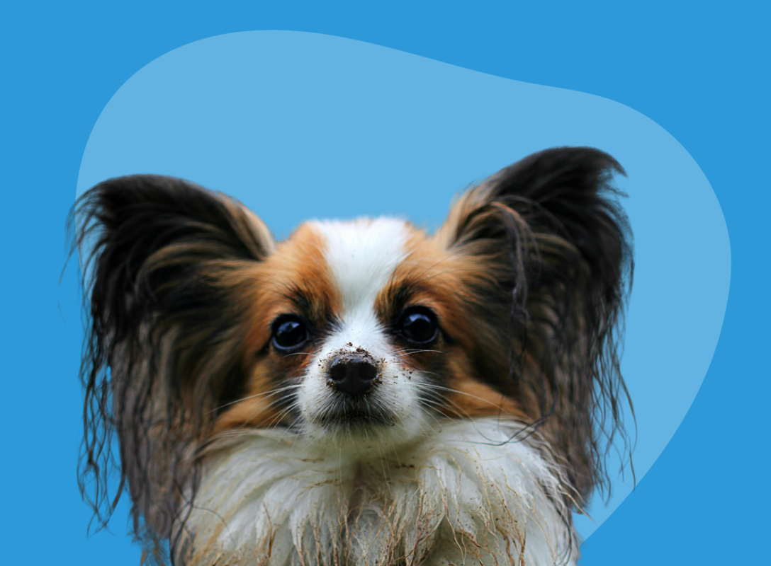 Rishit-home-banner-3